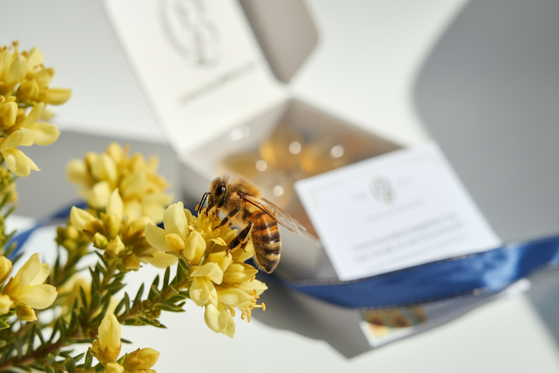 A honeybee on South African fynbos — Gold Bean's commitment to bee conservation and pollinator protection